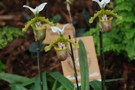 Paphiopedilum spicerianum